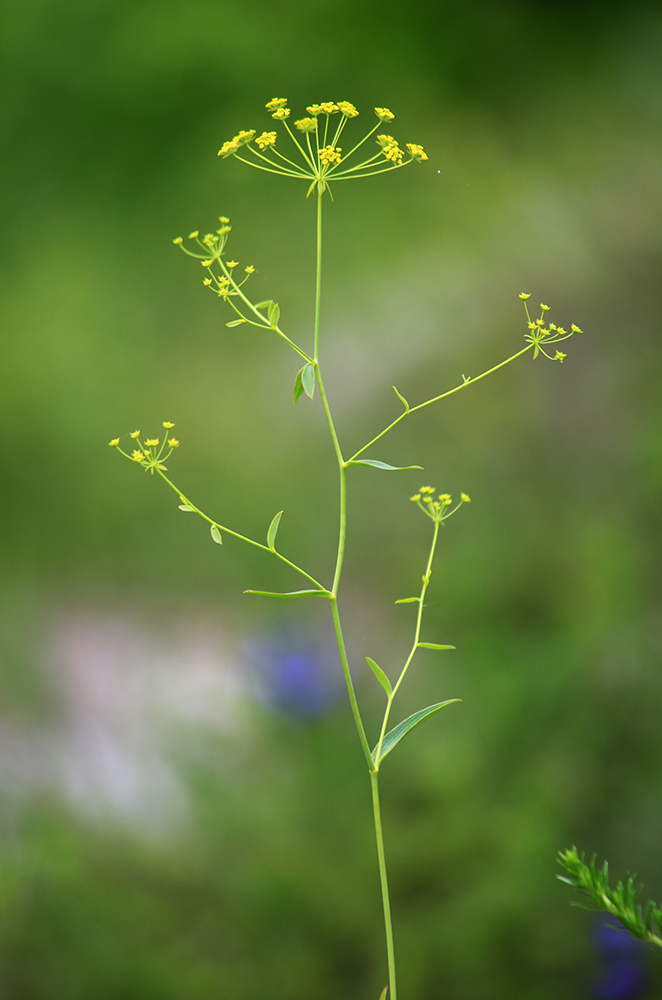 Изображение особи Bupleurum komarovianum.