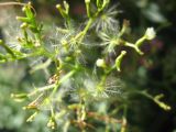 Centranthus ruber