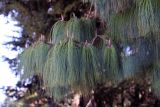 Pinus patula. Ветвь с микростробилами. Эфиопия, провинция Бале, аураджа Фасиль, национальный парк \"Горы Бале\". 25.12.2014.