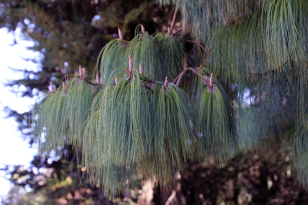 Изображение особи Pinus patula.