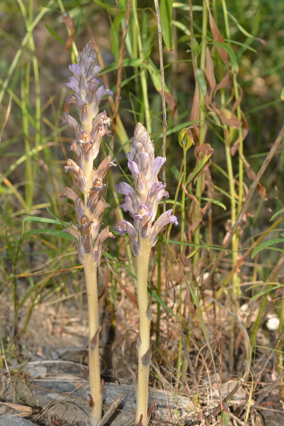 Image of Phelipanche pallens specimen.