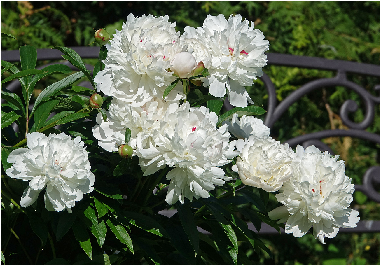 Изображение особи Paeonia lactiflora.