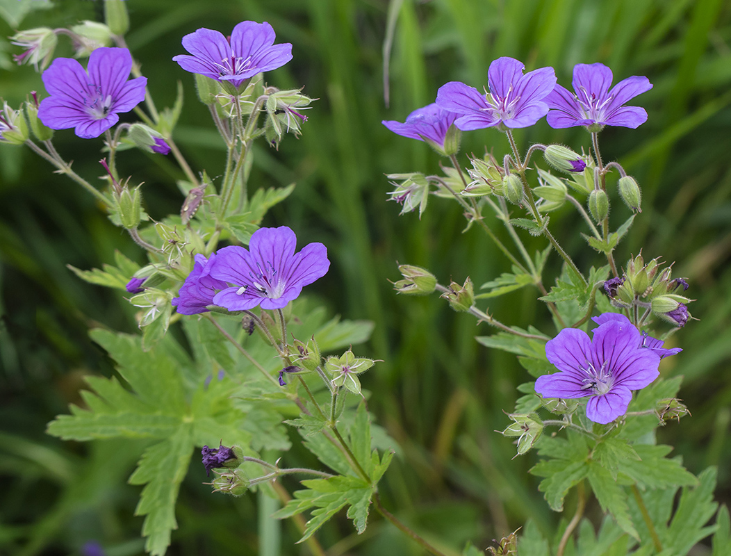 Image of Geranium sylvaticum specimen.