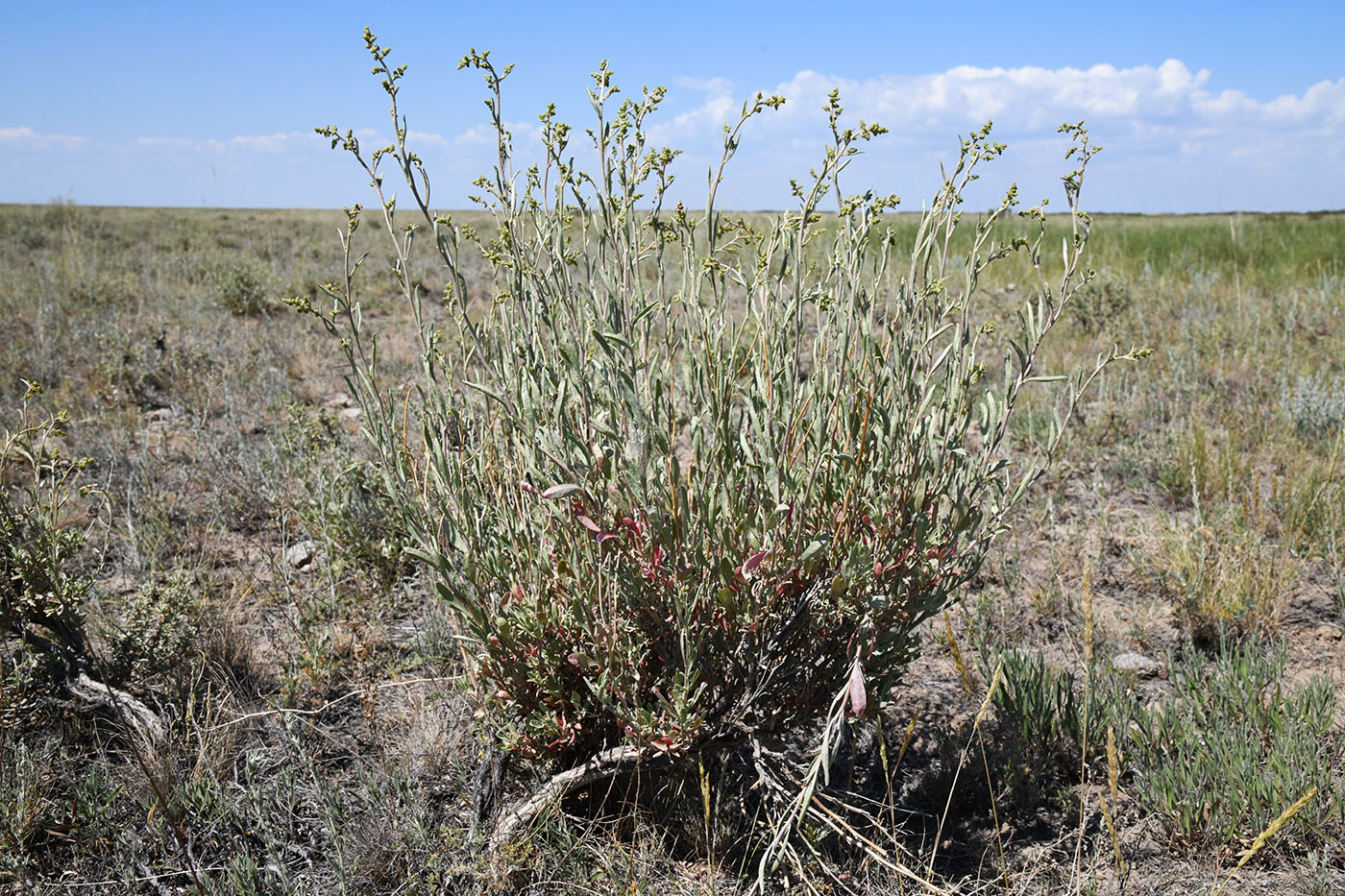 Image of Atriplex cana specimen.