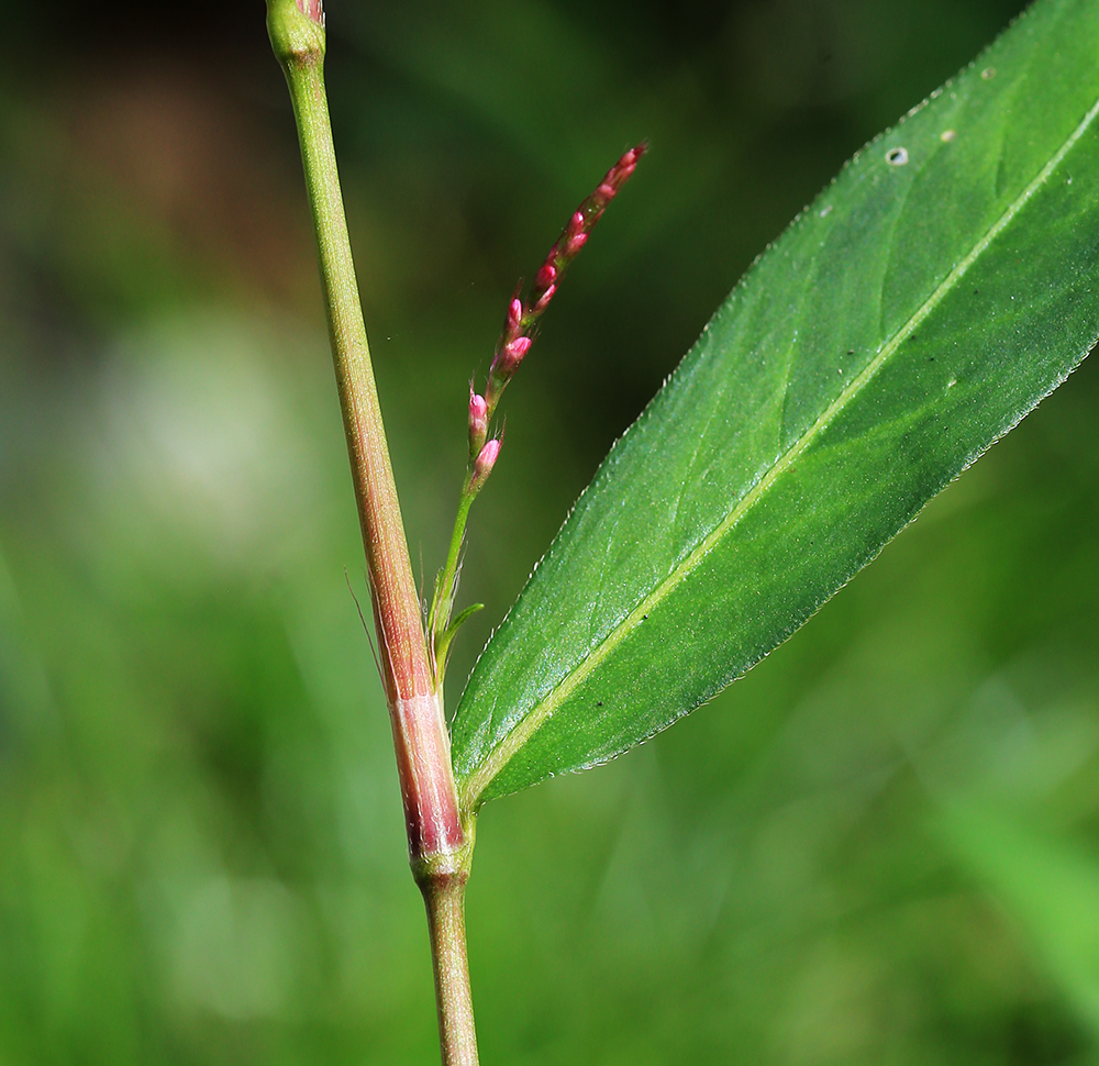 Image of Persicaria longiseta specimen.