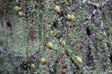 genus Larix