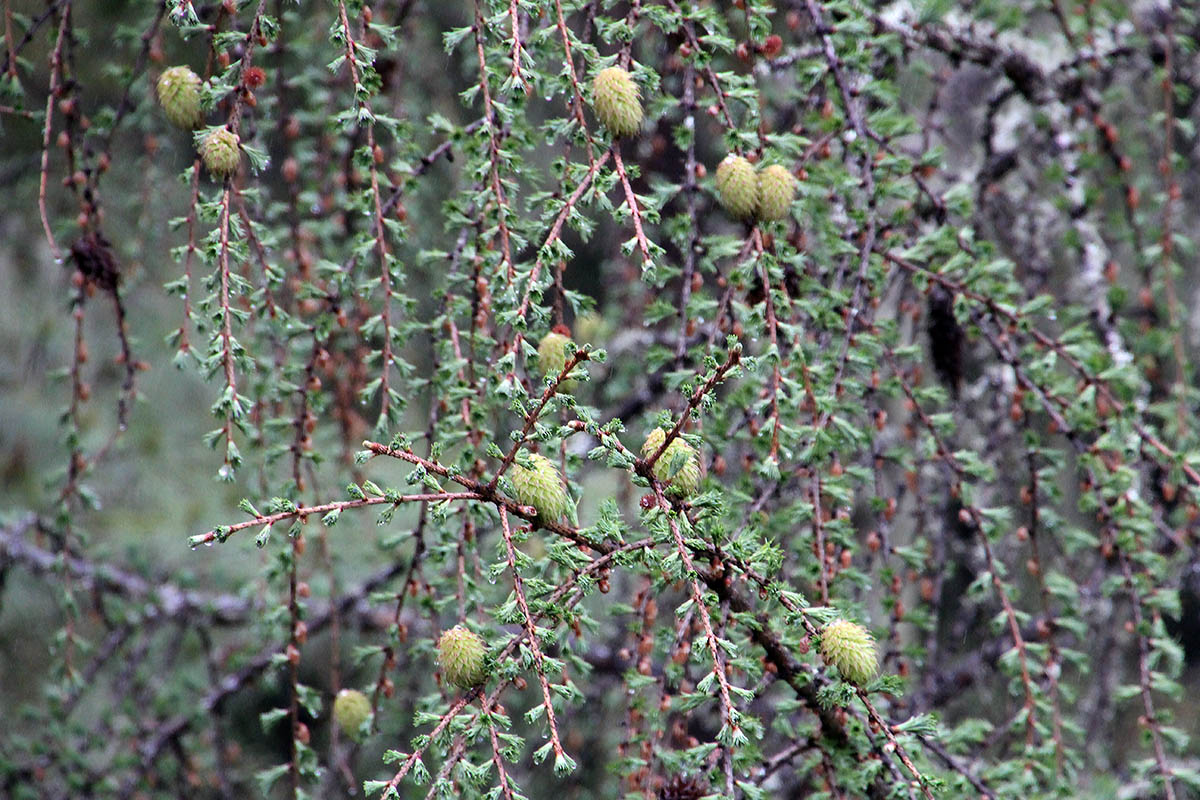 Image of genus Larix specimen.