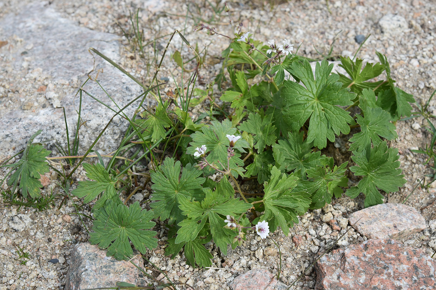 Изображение особи Geranium albiflorum.