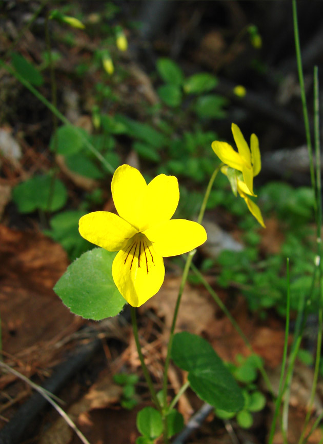 Image of Viola biflora specimen.