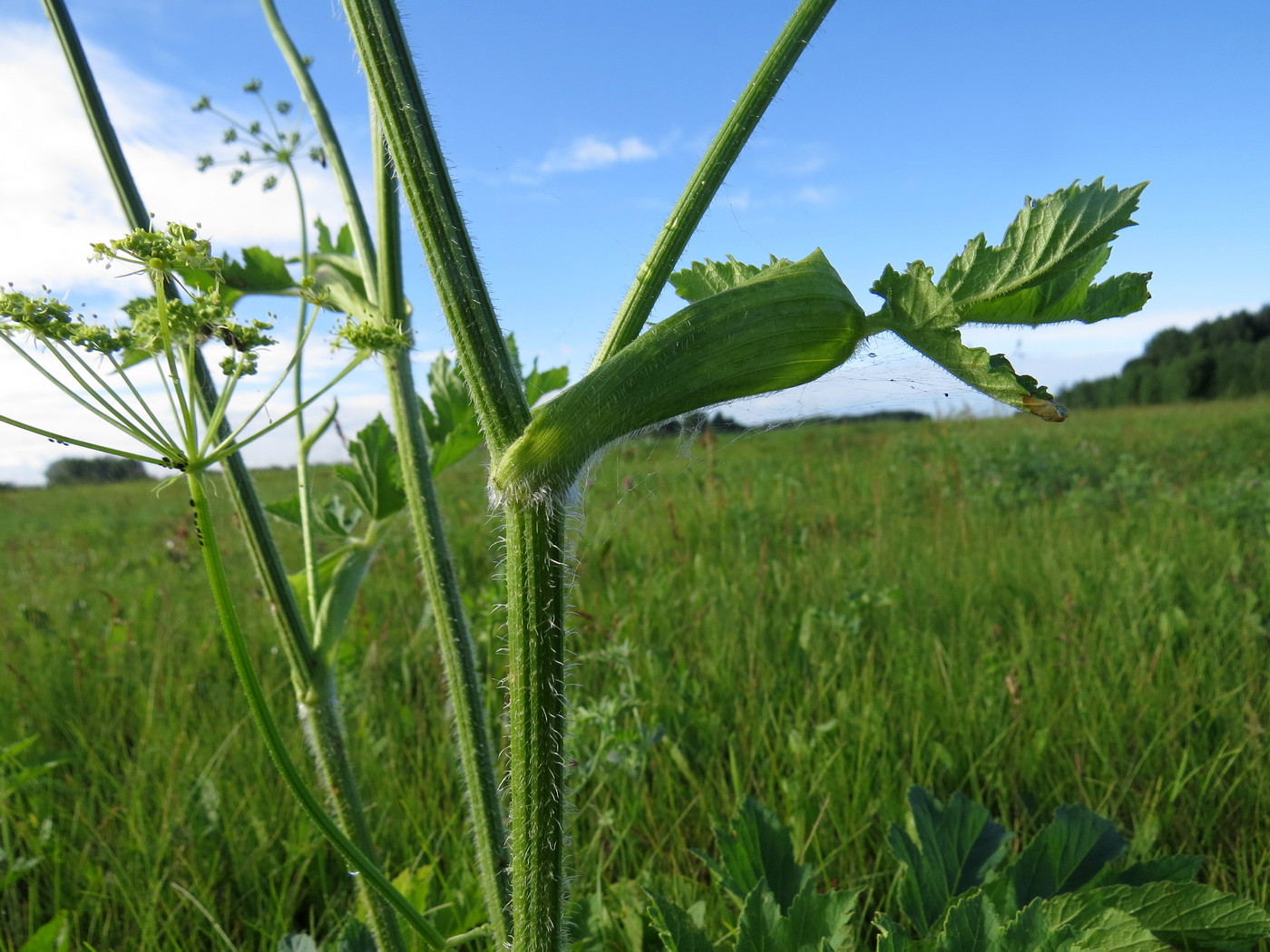 Image of Heracleum sibiricum specimen.