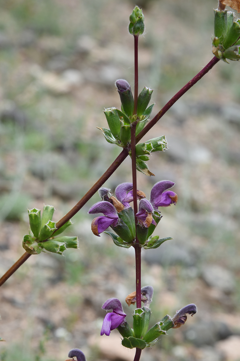 Изображение особи Phlomoides zenaidae.