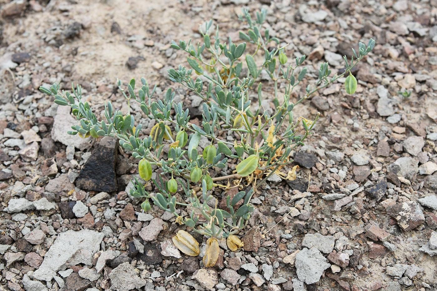 Image of Zygophyllum lehmannianum specimen.