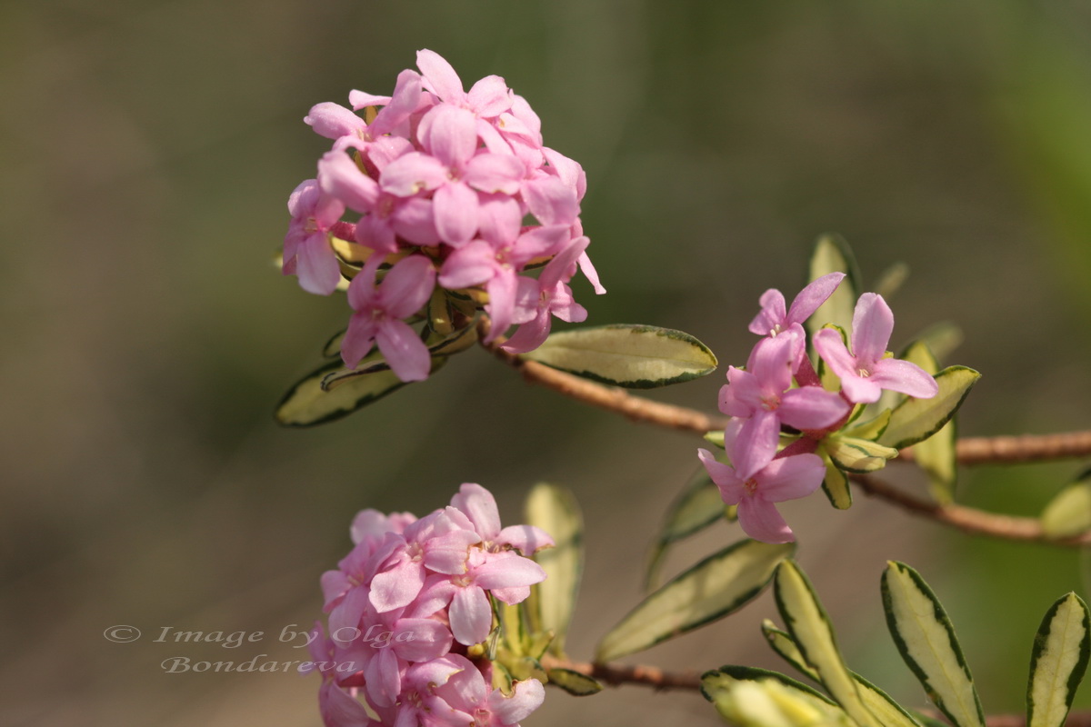 Image of Daphne cneorum specimen.