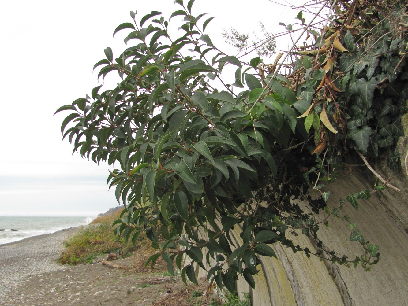 Image of Ligustrum lucidum specimen.