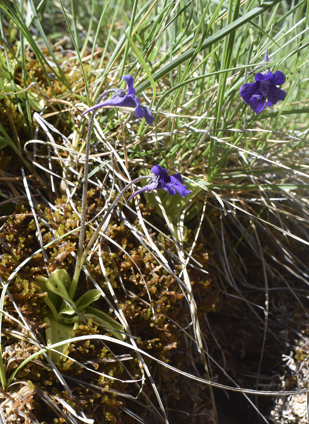 Изображение особи Pinguicula vulgaris.