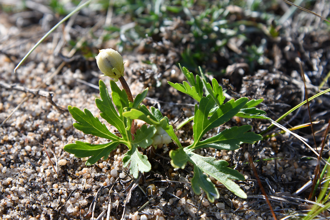 Image of Viola dissecta specimen.