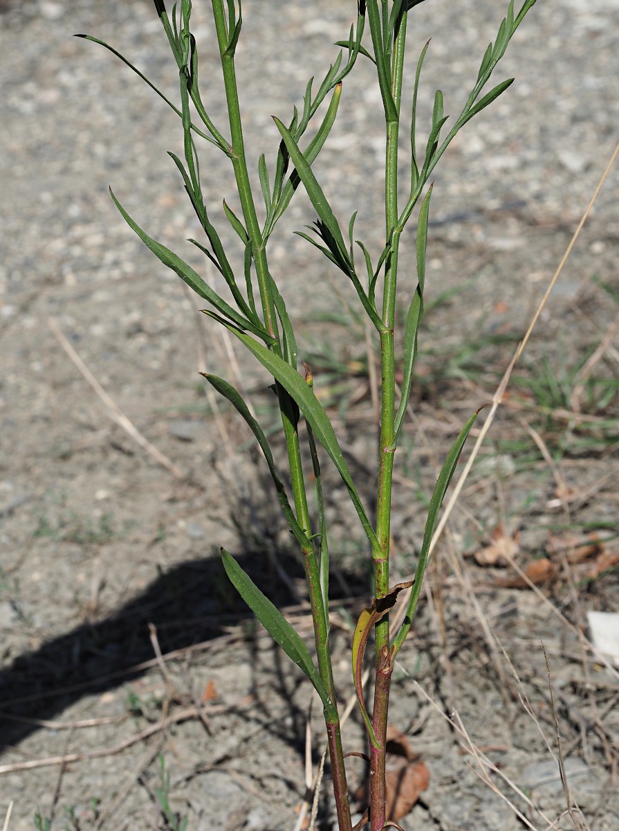 Image of Symphyotrichum subulatum var. squamatum specimen.