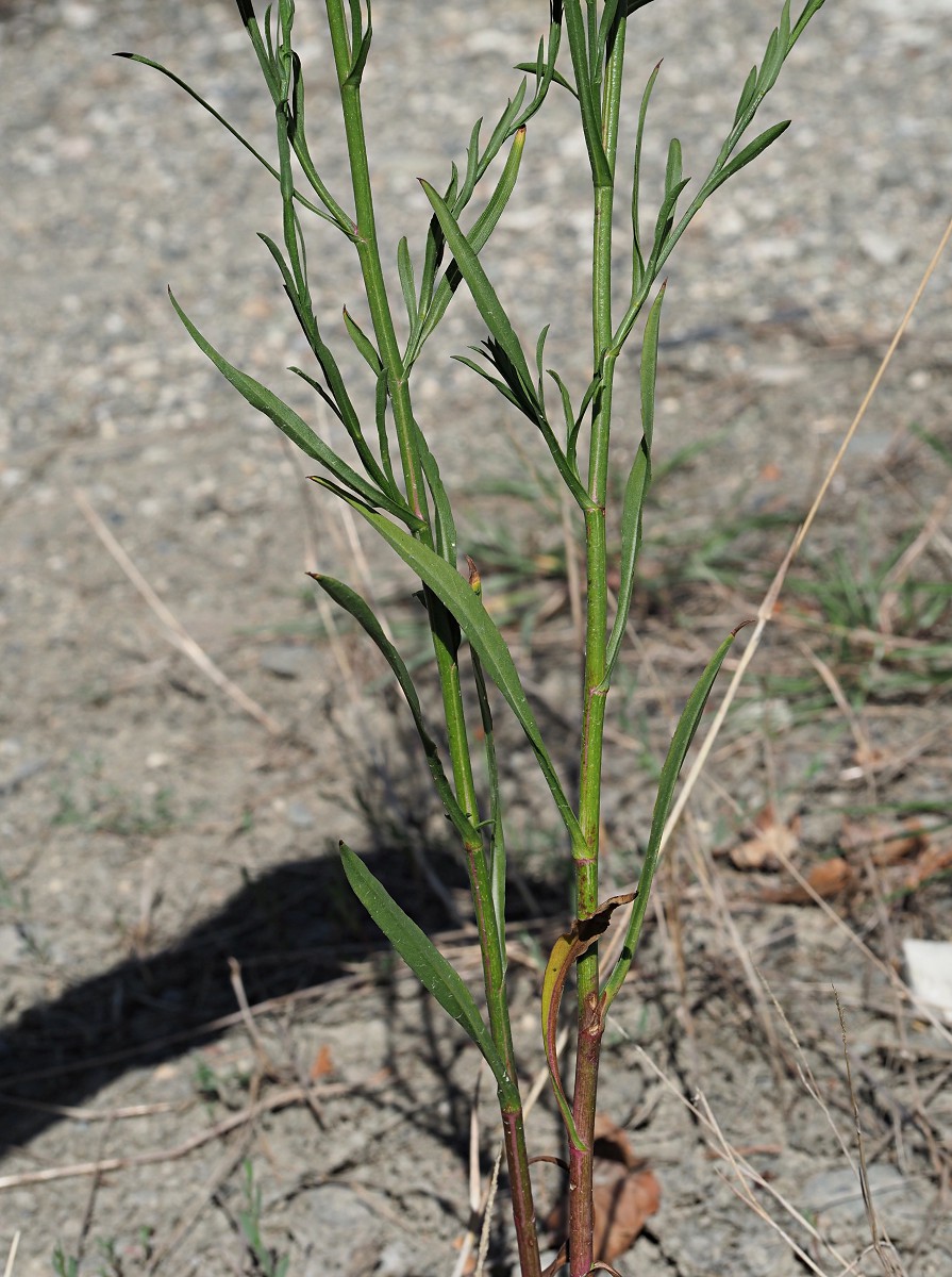 Изображение особи Symphyotrichum subulatum var. squamatum.