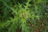 genus Cirsium