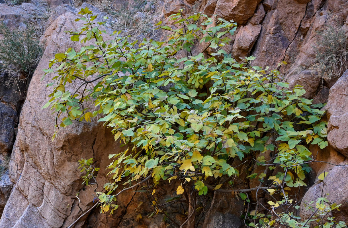 Изображение особи Ficus carica.