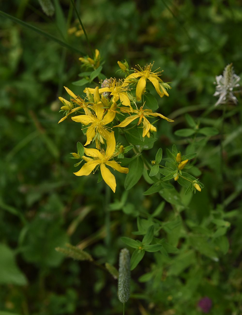 Image of genus Hypericum specimen.