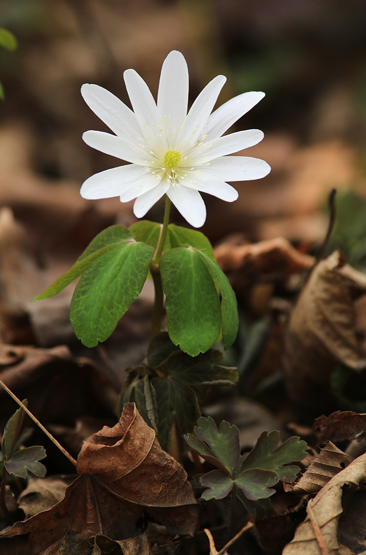 Изображение особи Anemone raddeana.