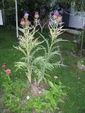 Cynara scolymus