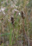 Plantago atrata