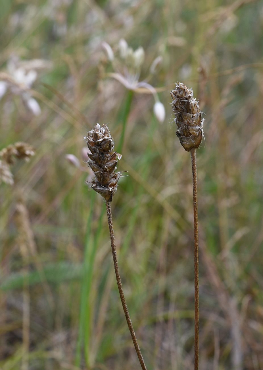 Изображение особи Plantago atrata.