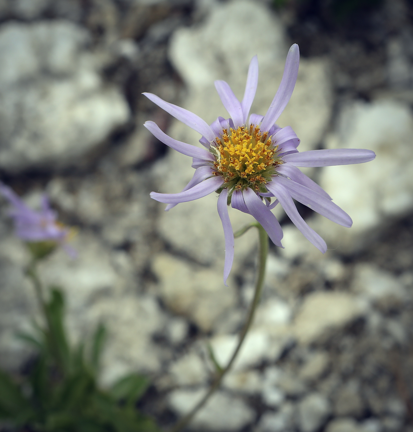 Image of Aster alpinus specimen.