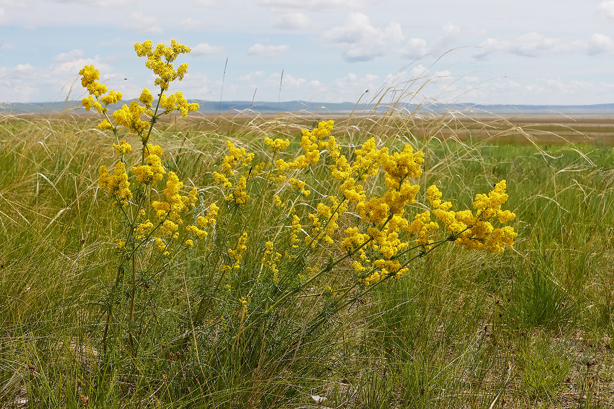 Изображение особи Galium verum.