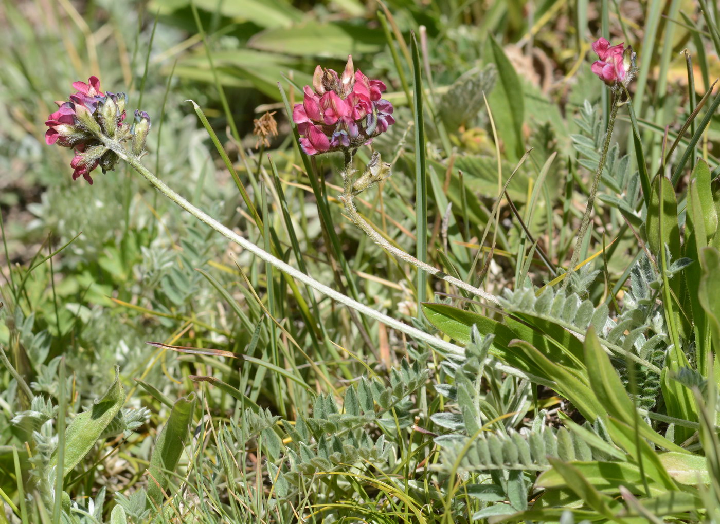 Image of familia Fabaceae specimen.