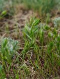 семейство Poaceae. Растения с соцветиями. Челябинская обл., Кизильский р-н, окр. с. Богдановское, долина р. Урал, вершина прибрежного скальника, каменистая степь. 8 мая 2023 г.