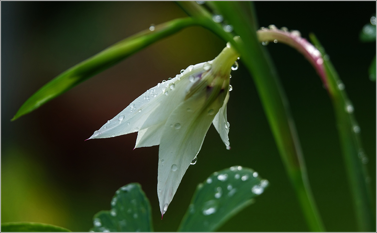 Image of Gladiolus murielae specimen.