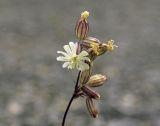 Silene chamarensis. Соцветие с цветками и плодами. Республика Саха, Оленёкский улус, басс. р. Олломокит, ок. 500 м н.у.м., каменистая осыпь. 03.08.2023.