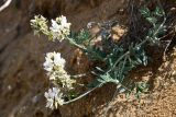 Astragalus olchonensis. Соцветия. Иркутская обл., оз. Байкал, о. Ольхон, ур. Песчаное, отделяющий зону песчаного пляжа от террасы урочища песчаный береговой уступ высотой около 2 м. 28 июля 2023 г.