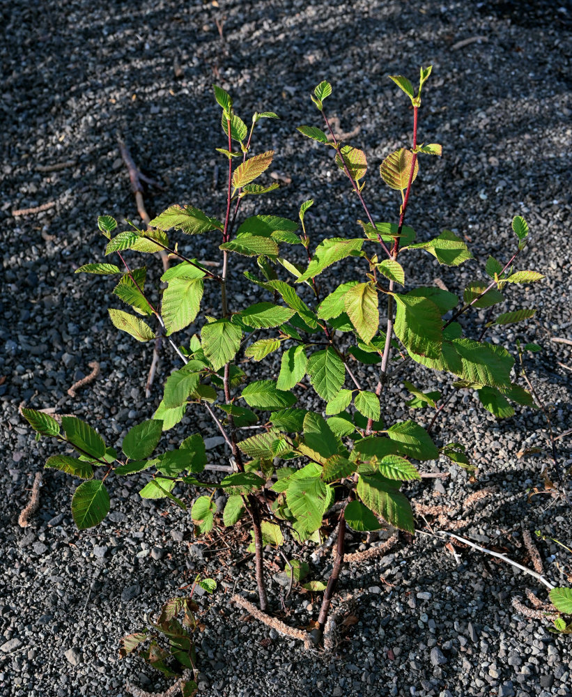 Изображение особи Duschekia fruticosa.