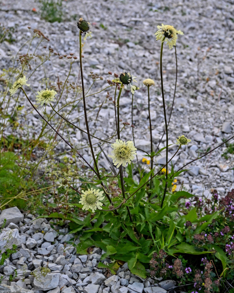 Изображение особи Cephalaria gigantea.