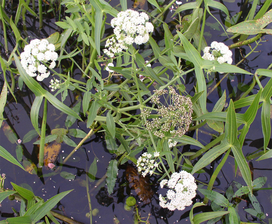 Изображение особи Sium latifolium.