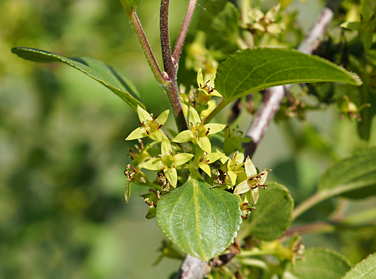 Image of Rhamnus cathartica specimen.