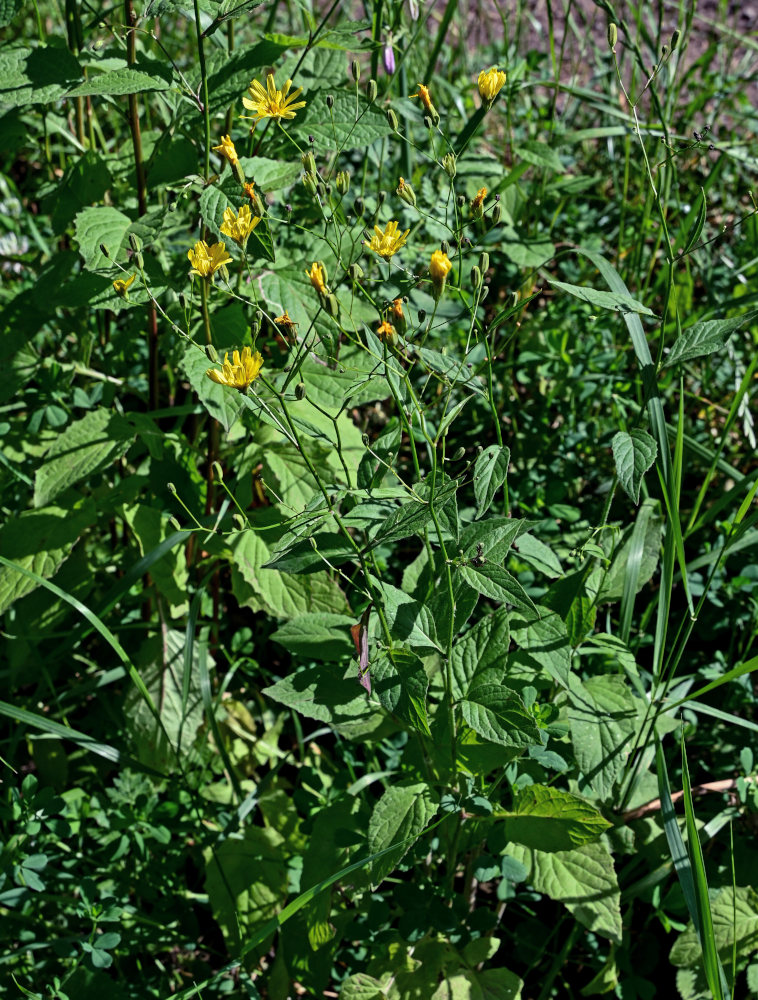 Image of Lapsana grandiflora specimen.