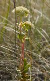 Hylotelephium stepposum. Верхушка цветущего растения с частично погрызенными листьями. Оренбургская обл., Беляевский р-н, Донской сельсовет, Долгие Горы, степной склон. 5 сентября 2023 г.