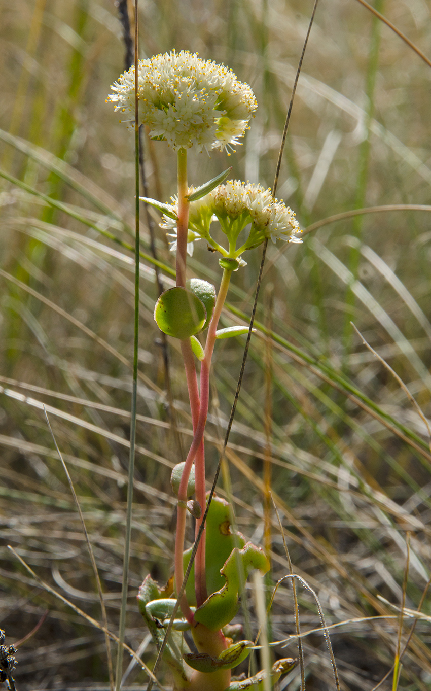 Изображение особи Hylotelephium stepposum.