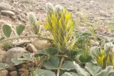 Astragalus kahiricus