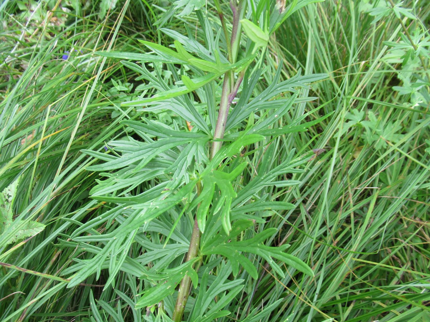 Image of Aconitum baicalense specimen.