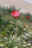 Papaver umbonatum. Верхушка цветущего растения с необычным окрасом цветка, с улитками. Израиль, г. Бат-Ям, высокий берег Средиземного моря. 16.03.2024.