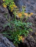 Conioselinum chinense. Плодоносящее растение. Курильские о-ва, о-в Итуруп, окр. мыса Одесский, на скале. 21.08.2023.