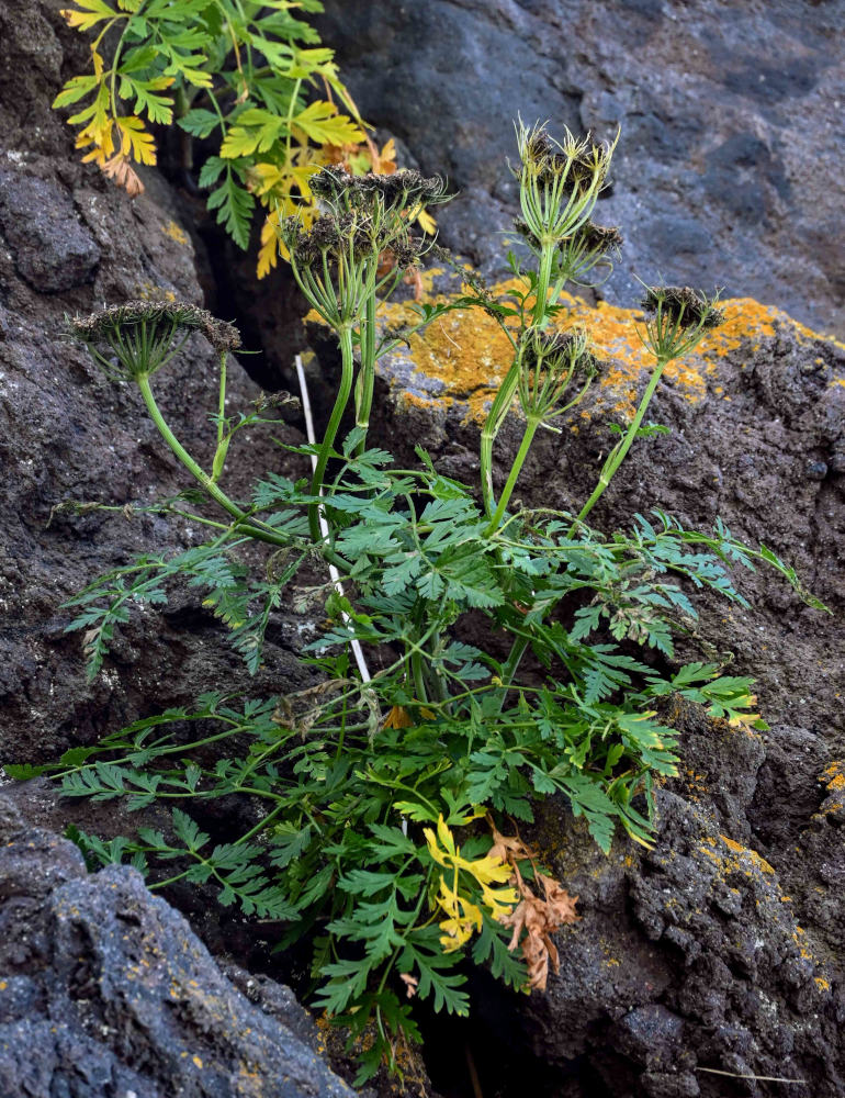 Image of Conioselinum chinense specimen.