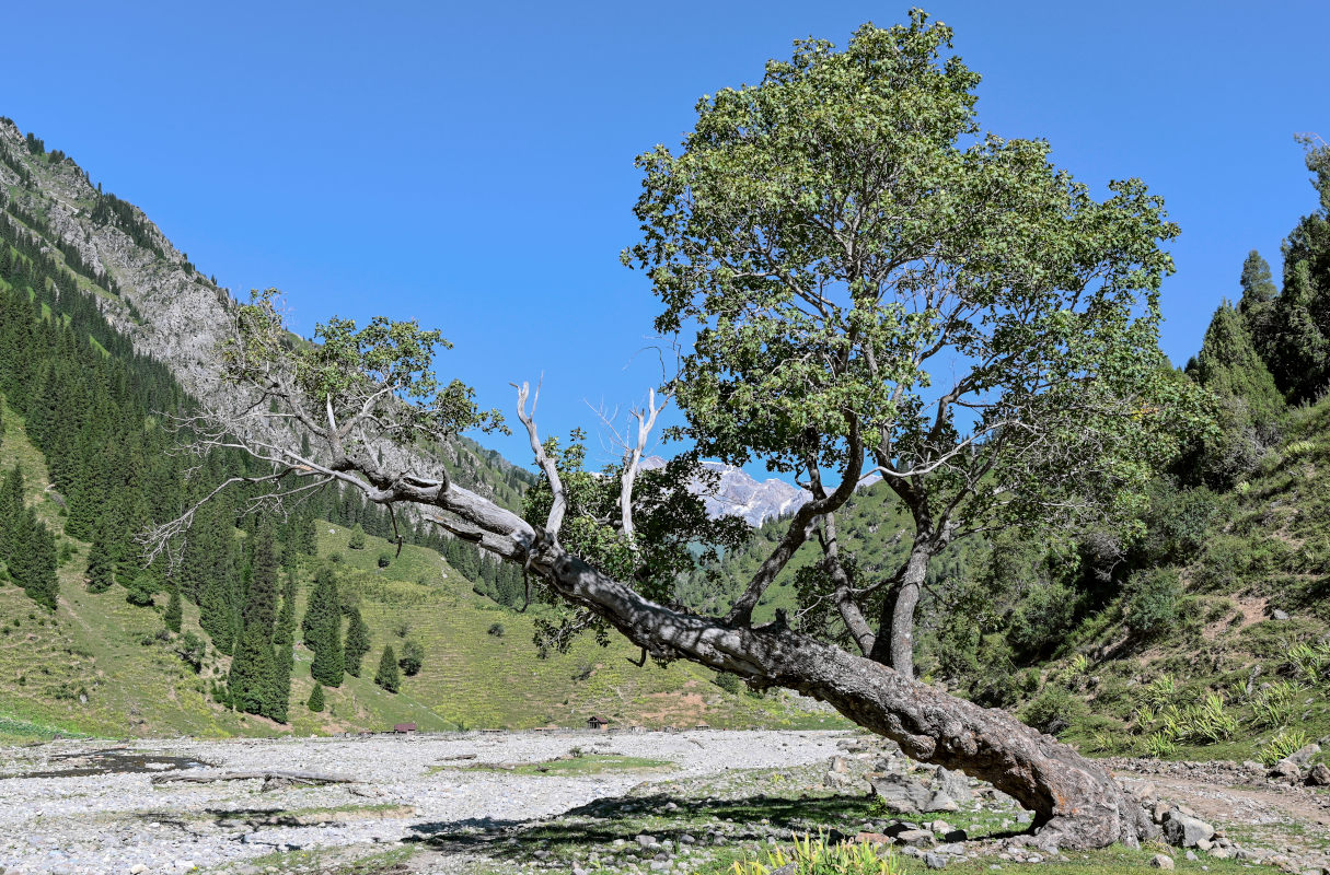Image of genus Acer specimen.