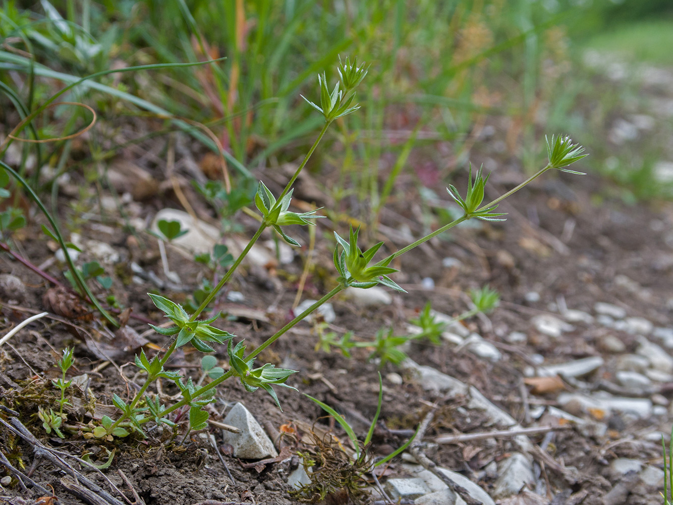 Изображение особи Sherardia arvensis.